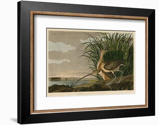 Long-Billed Curlew-John James Audubon-Framed Art Print