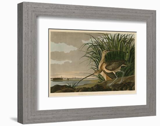 Long-Billed Curlew-John James Audubon-Framed Art Print