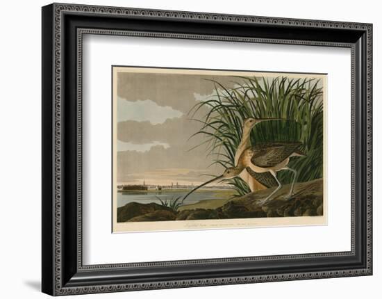 Long-Billed Curlew-John James Audubon-Framed Art Print