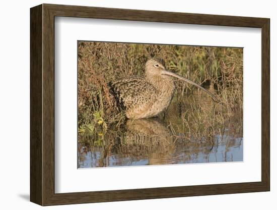 Long-Billed Curlew-Hal Beral-Framed Photographic Print