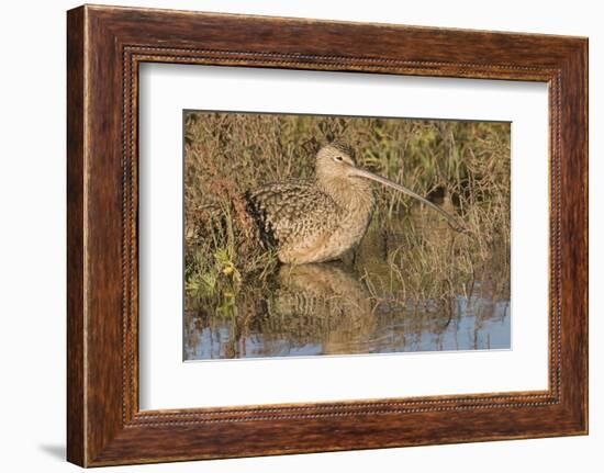 Long-Billed Curlew-Hal Beral-Framed Photographic Print