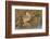 Long-Billed Curlew-Hal Beral-Framed Photographic Print