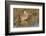 Long-Billed Curlew-Hal Beral-Framed Photographic Print