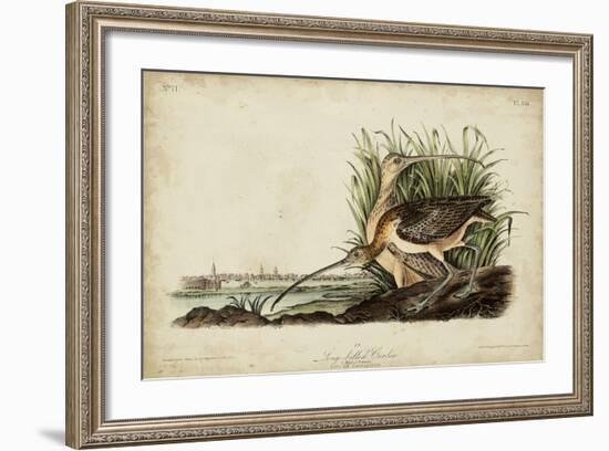 Long-billed Curlew-John James Audubon-Framed Art Print