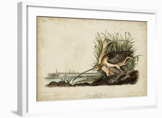 Long-billed Curlew-John James Audubon-Framed Art Print