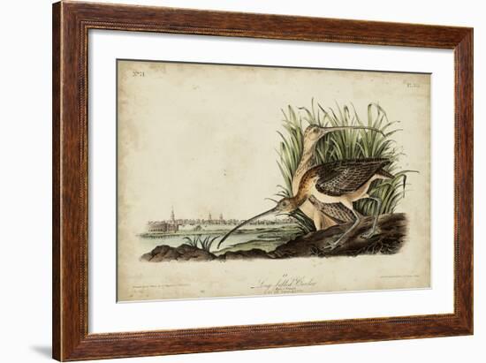 Long-billed Curlew-John James Audubon-Framed Art Print