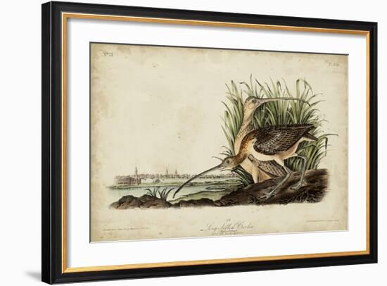 Long-billed Curlew-John James Audubon-Framed Art Print