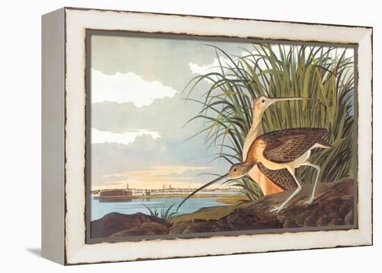 Long-Billed Curlew-John James Audubon-Framed Stretched Canvas