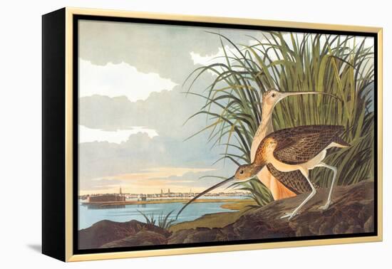 Long-Billed Curlew-John James Audubon-Framed Stretched Canvas