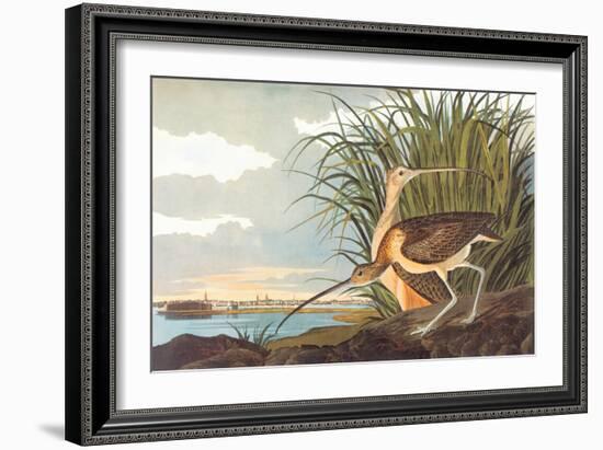 Long-Billed Curlew-John James Audubon-Framed Art Print