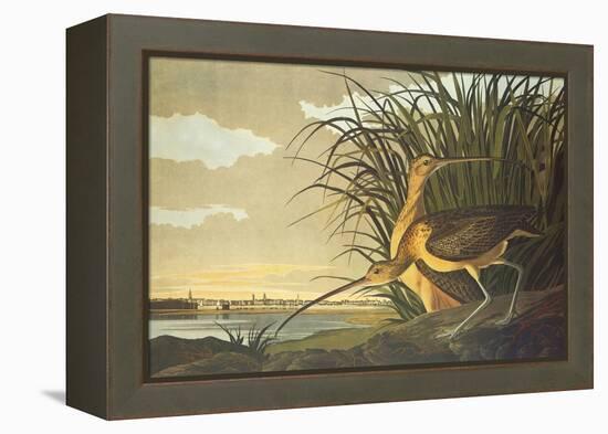 Long-Billed Curlew-John James Audubon-Framed Stretched Canvas