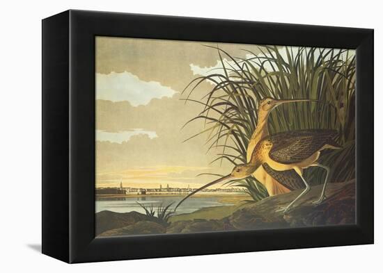 Long-Billed Curlew-John James Audubon-Framed Stretched Canvas