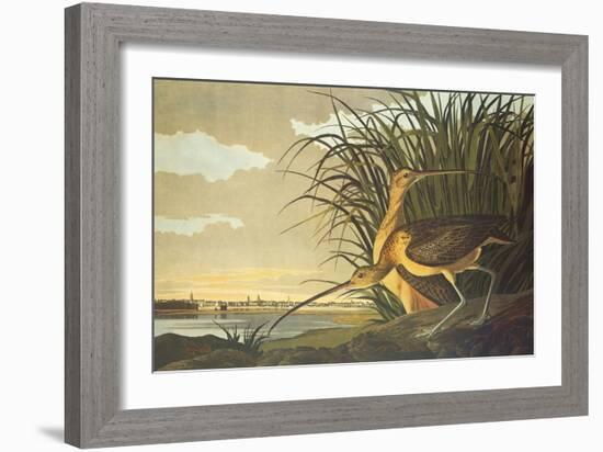 Long-Billed Curlew-John James Audubon-Framed Art Print