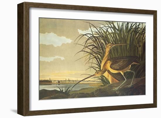 Long-Billed Curlew-John James Audubon-Framed Art Print