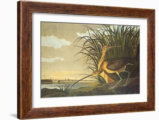 Long-Billed Curlew-John James Audubon-Framed Art Print