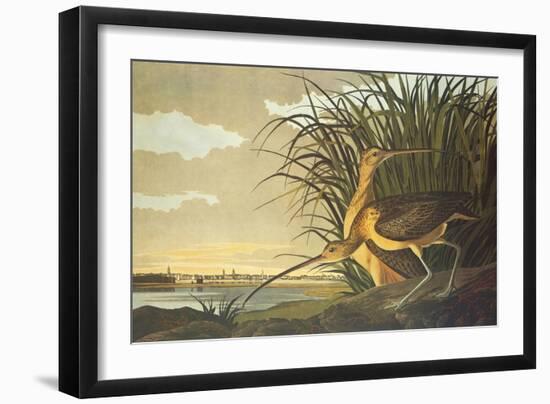 Long-Billed Curlew-John James Audubon-Framed Art Print