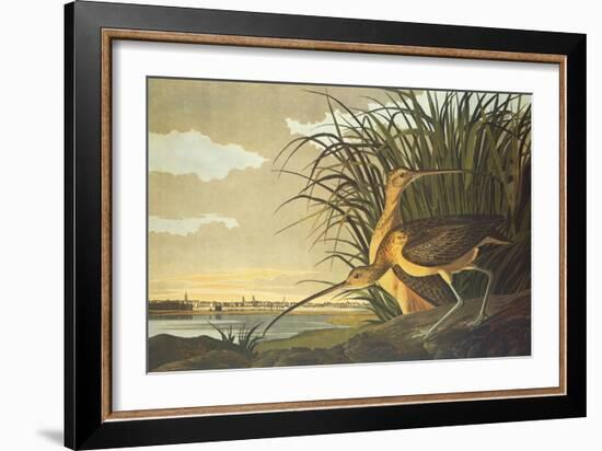Long-Billed Curlew-John James Audubon-Framed Art Print