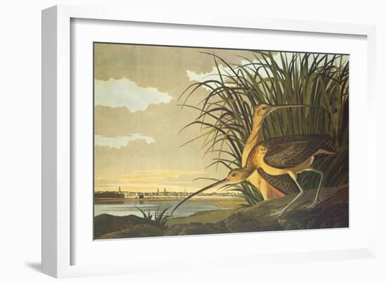 Long-Billed Curlew-John James Audubon-Framed Art Print