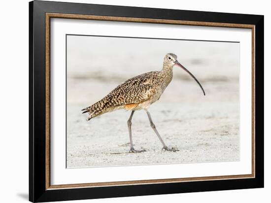 Long Billed Curlew-Shelley Lake-Framed Art Print