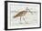 Long Billed Curlew-Shelley Lake-Framed Art Print