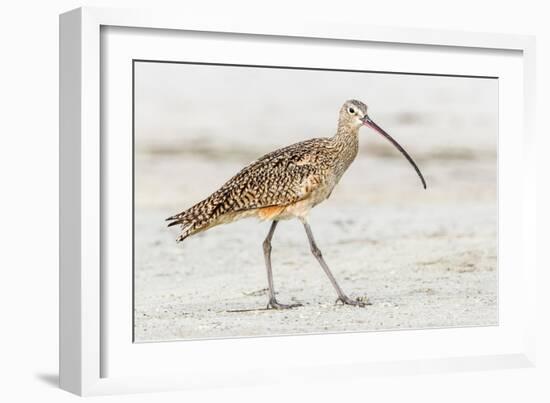 Long Billed Curlew-Shelley Lake-Framed Art Print