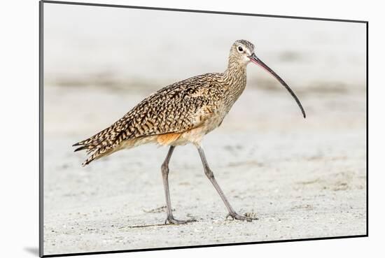 Long Billed Curlew-Shelley Lake-Mounted Art Print