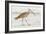 Long Billed Curlew-Shelley Lake-Framed Art Print