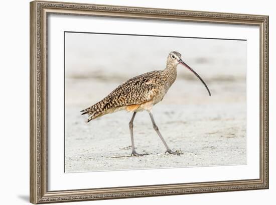 Long Billed Curlew-Shelley Lake-Framed Art Print