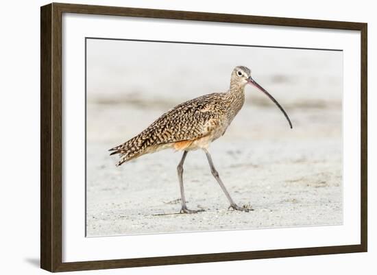 Long Billed Curlew-Shelley Lake-Framed Art Print