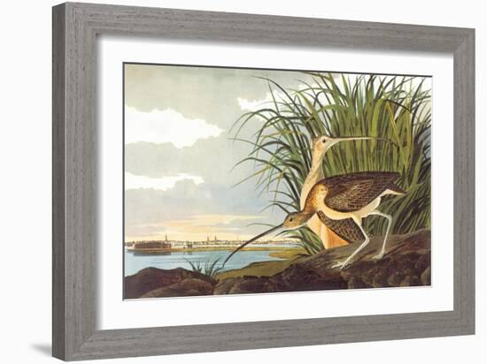 Long-Billed Curlew-John James Audubon-Framed Art Print