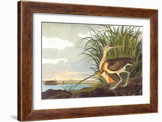 Long-Billed Curlew-John James Audubon-Framed Art Print