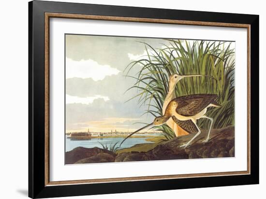 Long-Billed Curlew-John James Audubon-Framed Art Print