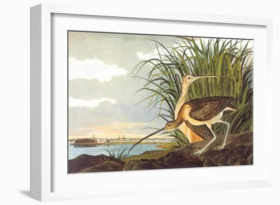 Long-Billed Curlew-John James Audubon-Framed Art Print