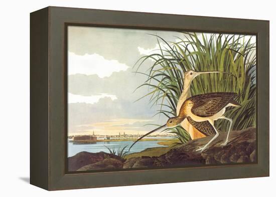 Long-Billed Curlew-John James Audubon-Framed Stretched Canvas