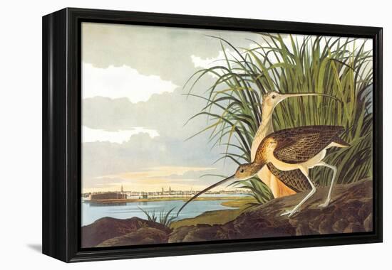 Long-Billed Curlew-John James Audubon-Framed Stretched Canvas