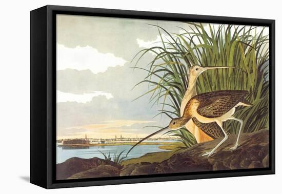 Long-Billed Curlew-John James Audubon-Framed Stretched Canvas