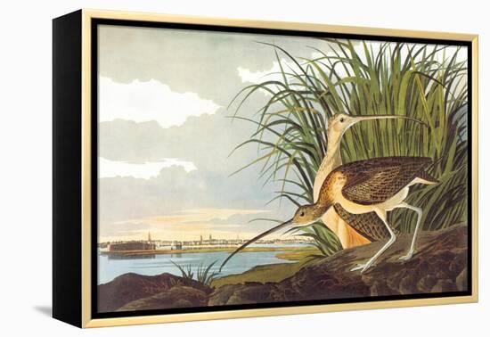 Long-Billed Curlew-John James Audubon-Framed Stretched Canvas