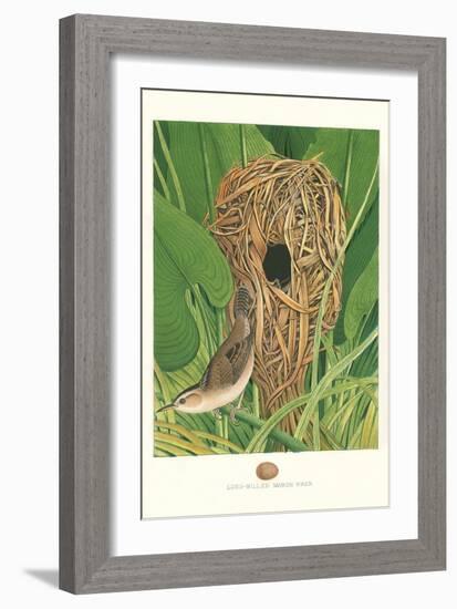 Long-Billed Marsh Wren-null-Framed Art Print