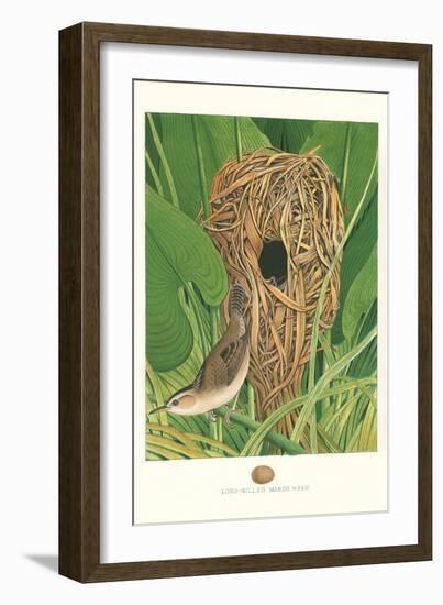 Long-Billed Marsh Wren-null-Framed Art Print