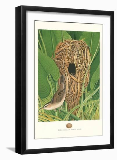 Long-Billed Marsh Wren--Framed Art Print