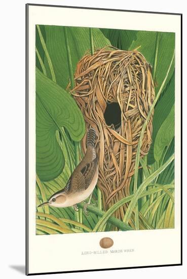 Long-Billed Marsh Wren-null-Mounted Art Print