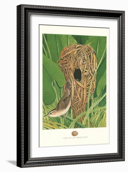 Long-Billed Marsh Wren-null-Framed Art Print