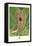 Long-Billed Marsh Wren-null-Framed Stretched Canvas