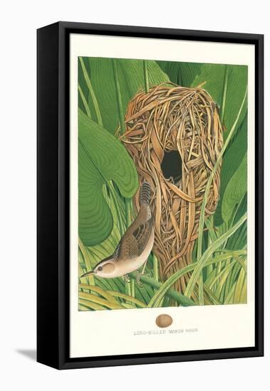 Long-Billed Marsh Wren-null-Framed Stretched Canvas