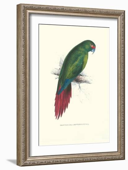 Long Billed Parakeet Macaw Enicogaathus Leptorhynchus Araucaria-Edward Lear-Framed Art Print