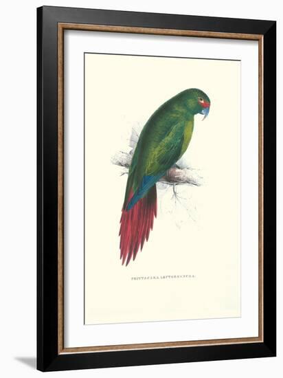 Long Billed Parakeet Macaw Enicogaathus Leptorhynchus Araucaria-Edward Lear-Framed Art Print