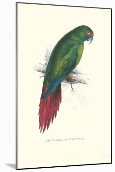 Long Billed Parakeet Macaw Enicogaathus Leptorhynchus Araucaria-Edward Lear-Mounted Art Print