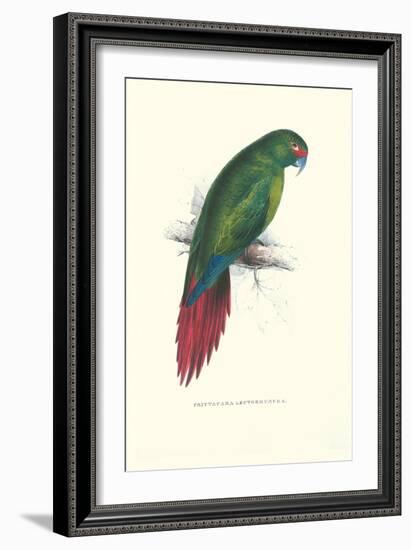 Long Billed Parakeet Macaw Enicogaathus Leptorhynchus Araucaria-Edward Lear-Framed Art Print