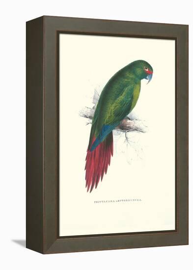 Long Billed Parakeet Macaw Enicogaathus Leptorhynchus Araucaria-Edward Lear-Framed Stretched Canvas