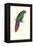 Long Billed Parakeet Macaw Enicogaathus Leptorhynchus Araucaria-Edward Lear-Framed Stretched Canvas